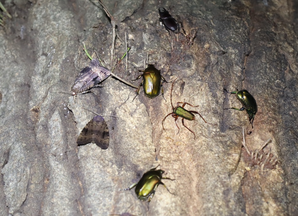 カナブン3匹、コクワガタ1♂、オオシマカラスヨトウ3匹、アカアシオオアオカミキリ_凄いコナラ_2023年6月16日21時5分 気温22.5度